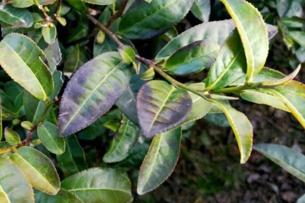 低温度的茶园如何保暖，可以营造防风林