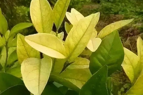 低温度的茶园如何保暖，可以营造防风林