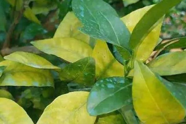 低温度的茶园如何保暖，可以营造防风林