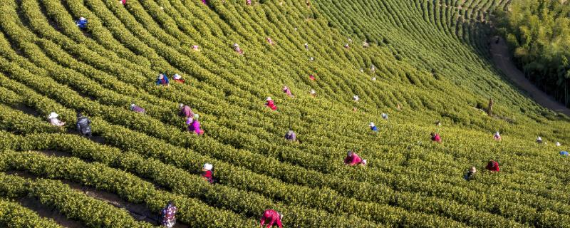 低温度的茶园如何保暖，可以营造防风林