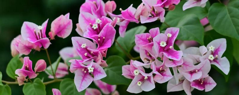 耐寒强的三角梅品种有哪些，有同安红、印度画报等