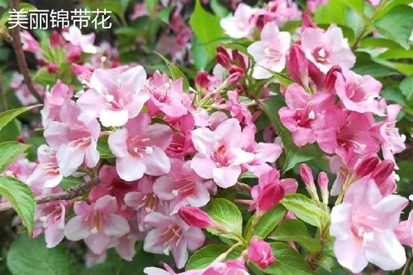 红王子锦带苗如何栽培,在阴雨天或晴天傍晚进行栽培