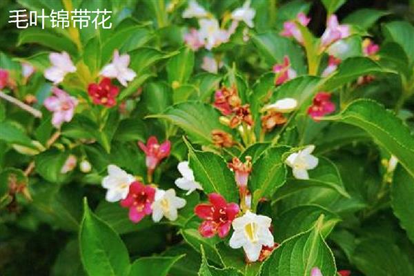 红王子锦带苗如何栽培,在阴雨天或晴天傍晚进行栽培