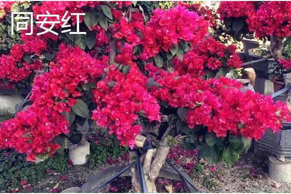 耐寒强的三角梅品种有哪些,有同安红、印度画报等