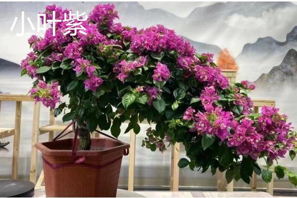 耐寒强的三角梅品种有哪些,有同安红、印度画报等