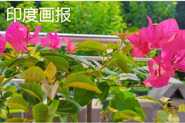 耐寒强的三角梅品种有哪些,有同安红、印度画报等