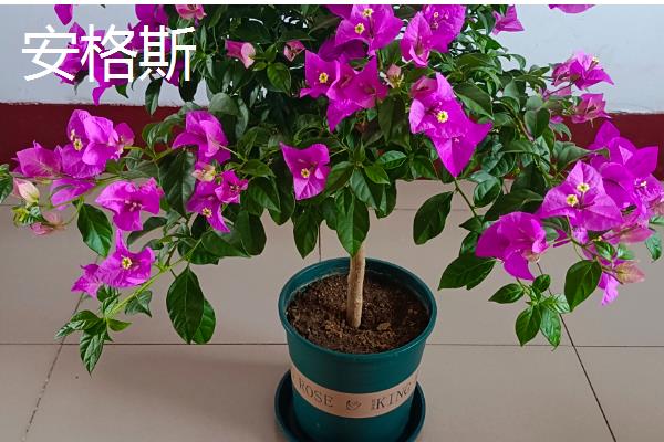 耐寒强的三角梅品种有哪些,有同安红、印度画报等