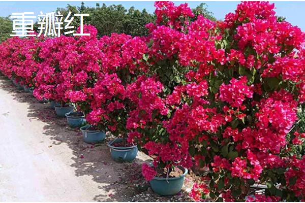 耐寒强的三角梅品种有哪些,有同安红、印度画报等