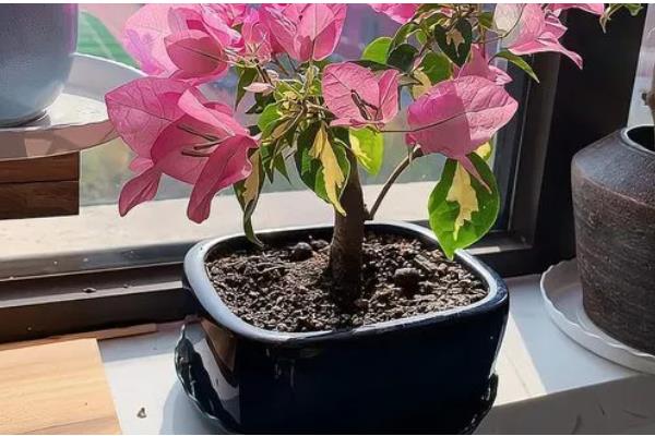 耐寒强的三角梅品种有哪些,有同安红、印度画报等