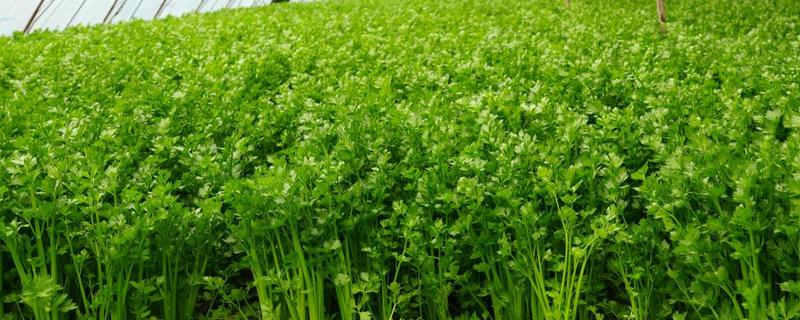 秋芹菜怎么露天种植，长至3-4片真叶时要追施尿素