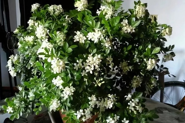 九里香苗不见长怎么办，浇水过少要提供适宜的水分