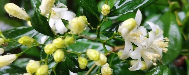 九里香能放在卧室里吗，不可以放在卧室