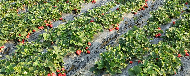 草莓的存活时间，寿命大约为3-5年