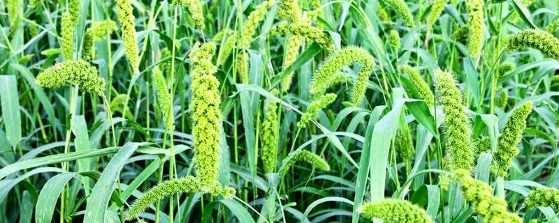 谷子苗后除草用什么药剂好，可选择单嘧磺隆防除阔叶杂草