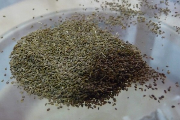 秋芹菜怎么露天种植，长至3-4片真叶时要追施尿素