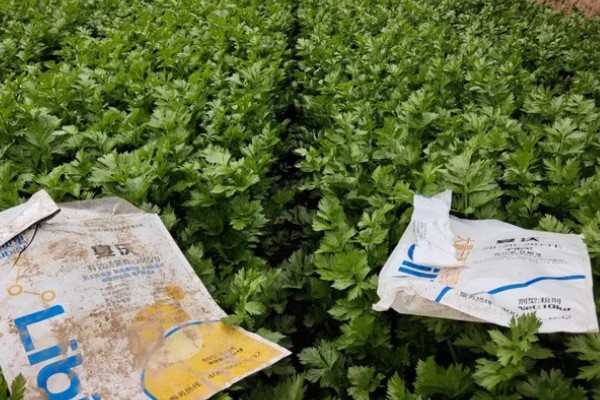 秋芹菜怎么露天种植，长至3-4片真叶时要追施尿素