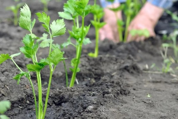 秋芹菜怎么露天种植，长至3-4片真叶时要追施尿素