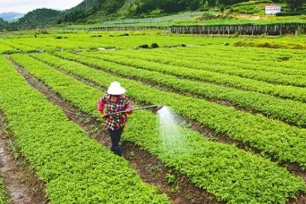 秋芹菜怎么露天种植，长至3-4片真叶时要追施尿素