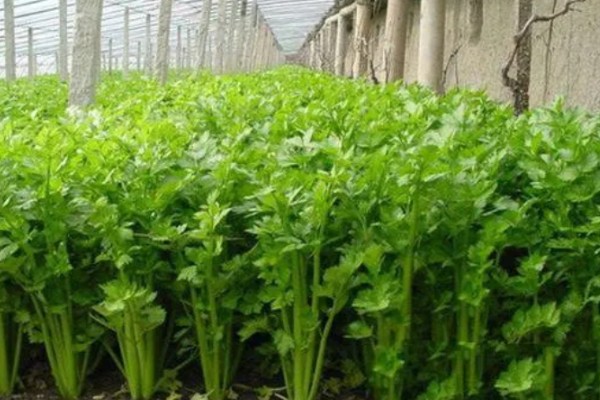 秋芹菜怎么露天种植，长至3-4片真叶时要追施尿素