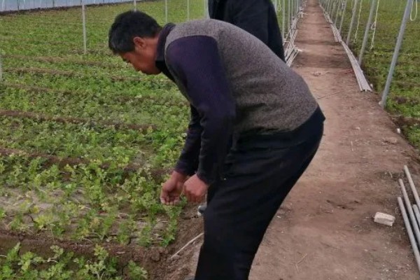 秋芹菜怎么露天种植，长至3-4片真叶时要追施尿素