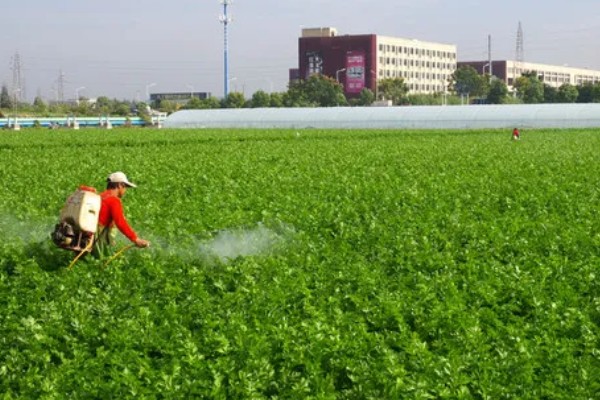 秋芹菜怎么露天种植，长至3-4片真叶时要追施尿素