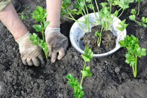 秋芹菜怎么露天种植，长至3-4片真叶时要追施尿素