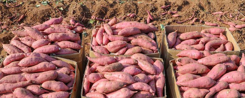 什么时候挖红薯合适，在9-10月进行