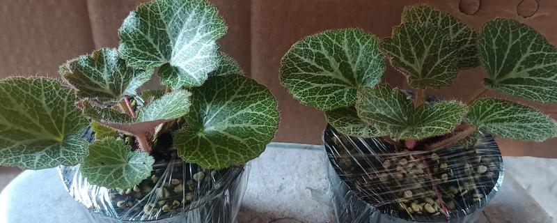 虎耳草怎么种植，每穴播种3-4粒