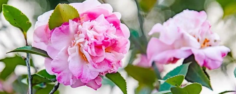 哪些花卉在冬季开放，常见山茶花、迎春花等品种