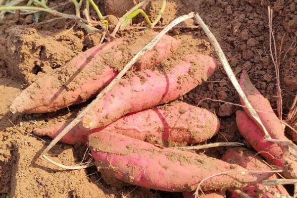 什么时候挖红薯合适，在9-10月进行