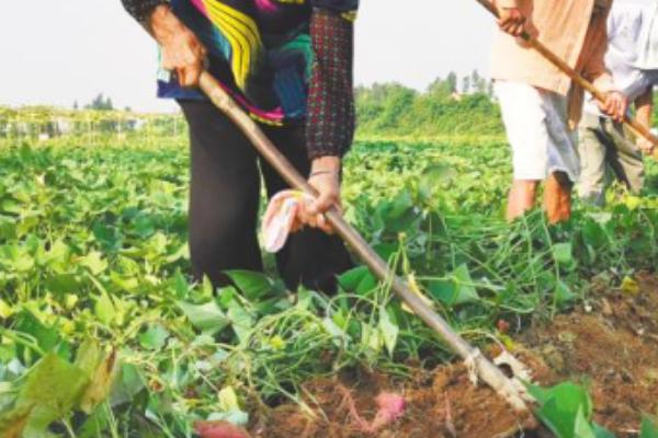 什么时候挖红薯合适，在9-10月进行