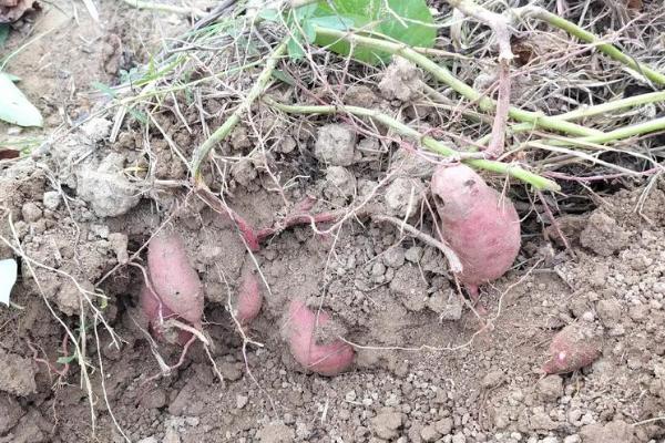 什么时候挖红薯合适，在9-10月进行