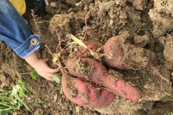 什么时候挖红薯合适，在9-10月进行