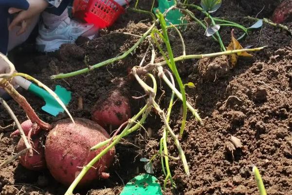 什么时候挖红薯合适，在9-10月进行