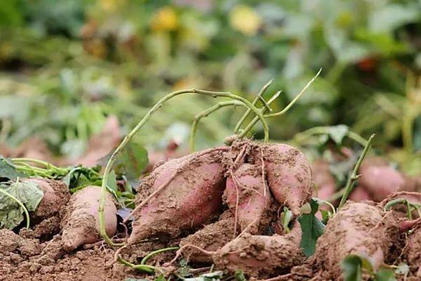 什么时候挖红薯合适，在9-10月进行