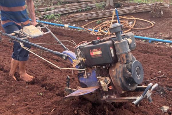 虎耳草怎么种植，每穴播种3-4粒