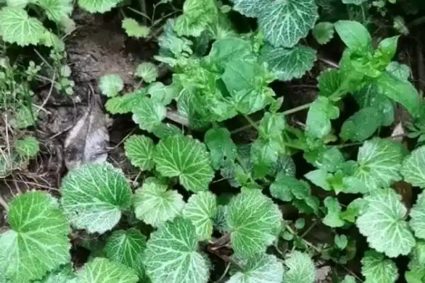 虎耳草怎么种植，每穴播种3-4粒