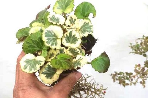 虎耳草怎么种植，每穴播种3-4粒