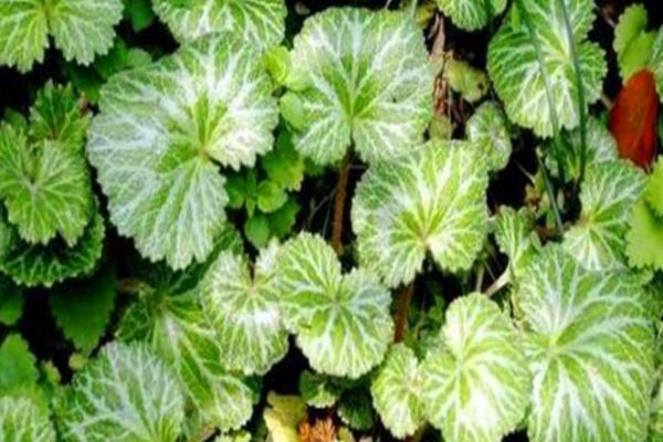 虎耳草怎么种植，每穴播种3-4粒