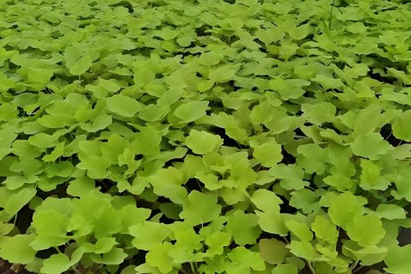 虎耳草怎么种植，每穴播种3-4粒