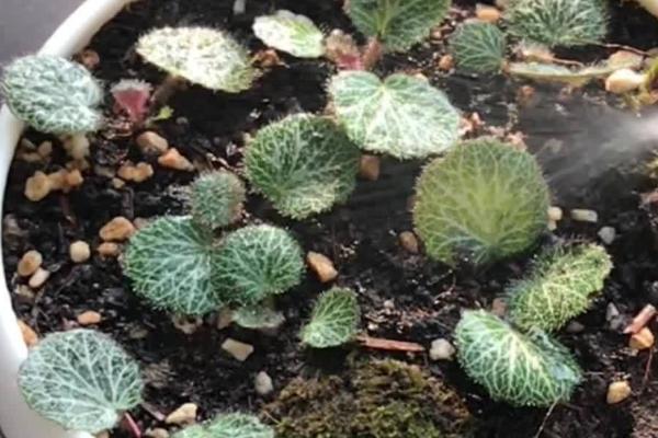 虎耳草怎么种植，每穴播种3-4粒