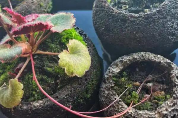 虎耳草怎么种植，每穴播种3-4粒