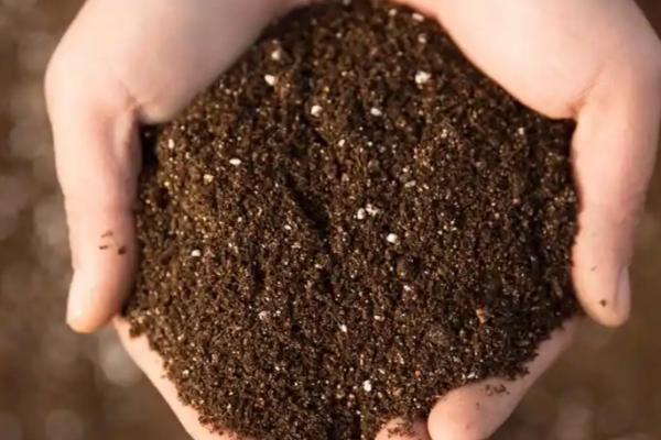 虎耳草怎么种植，每穴播种3-4粒