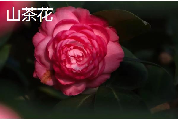 哪些花卉在冬季开放，常见山茶花、迎春花等品种