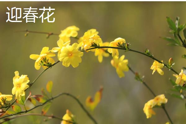 哪些花卉在冬季开放，常见山茶花、迎春花等品种