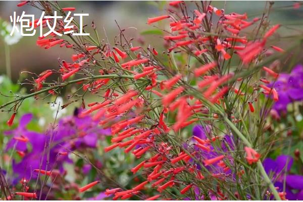 哪些花卉在冬季开放，常见山茶花、迎春花等品种