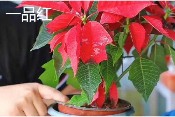 哪些花卉在冬季开放，常见山茶花、迎春花等品种