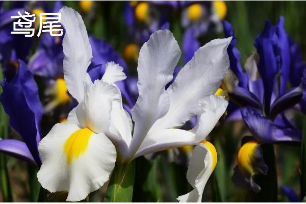 哪些花卉在冬季开放，常见山茶花、迎春花等品种