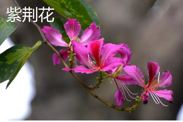 哪些花卉在冬季开放，常见山茶花、迎春花等品种