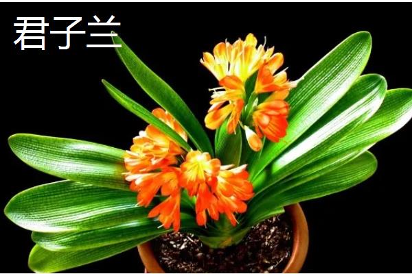 哪些花卉在冬季开放，常见山茶花、迎春花等品种